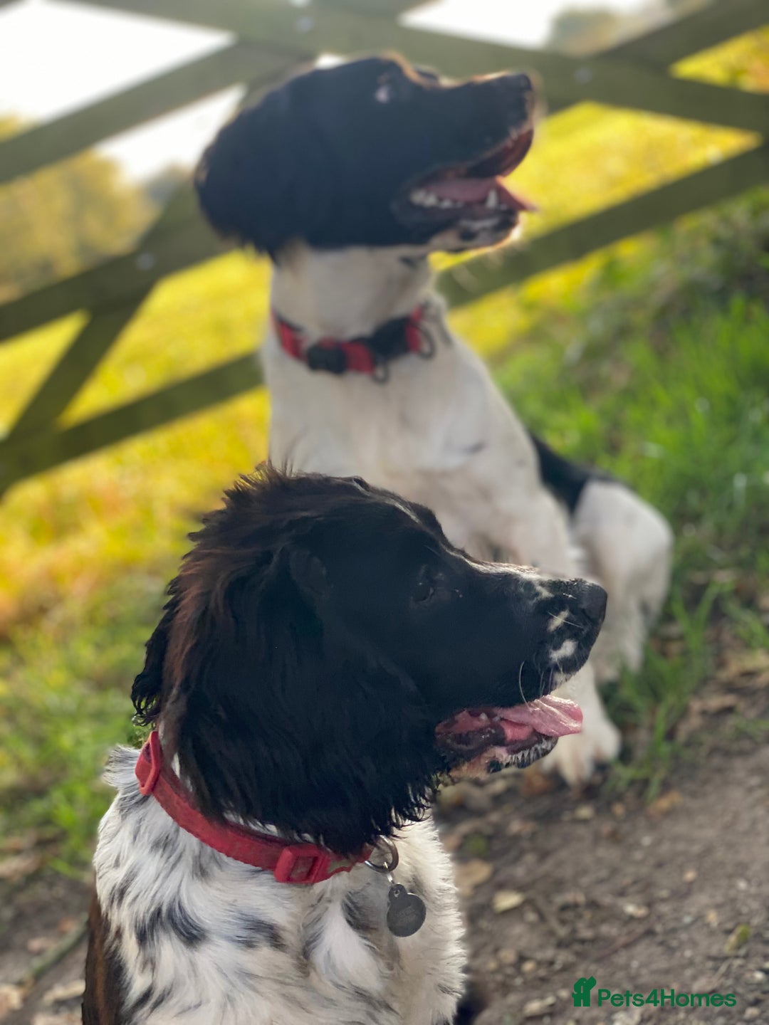 English Springer Spaniel dogs for sale: Beautiful ESS puppies, excellent pedigree  - Advert 4