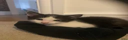 British Shorthair cats for sale: 3 beautiful tuxedo kittens for sale  - Advert 7