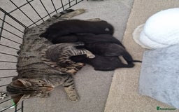 Mixed Breed cats for sale: Beautiful kittens for loving homes from 8th Aug  - Image 9
