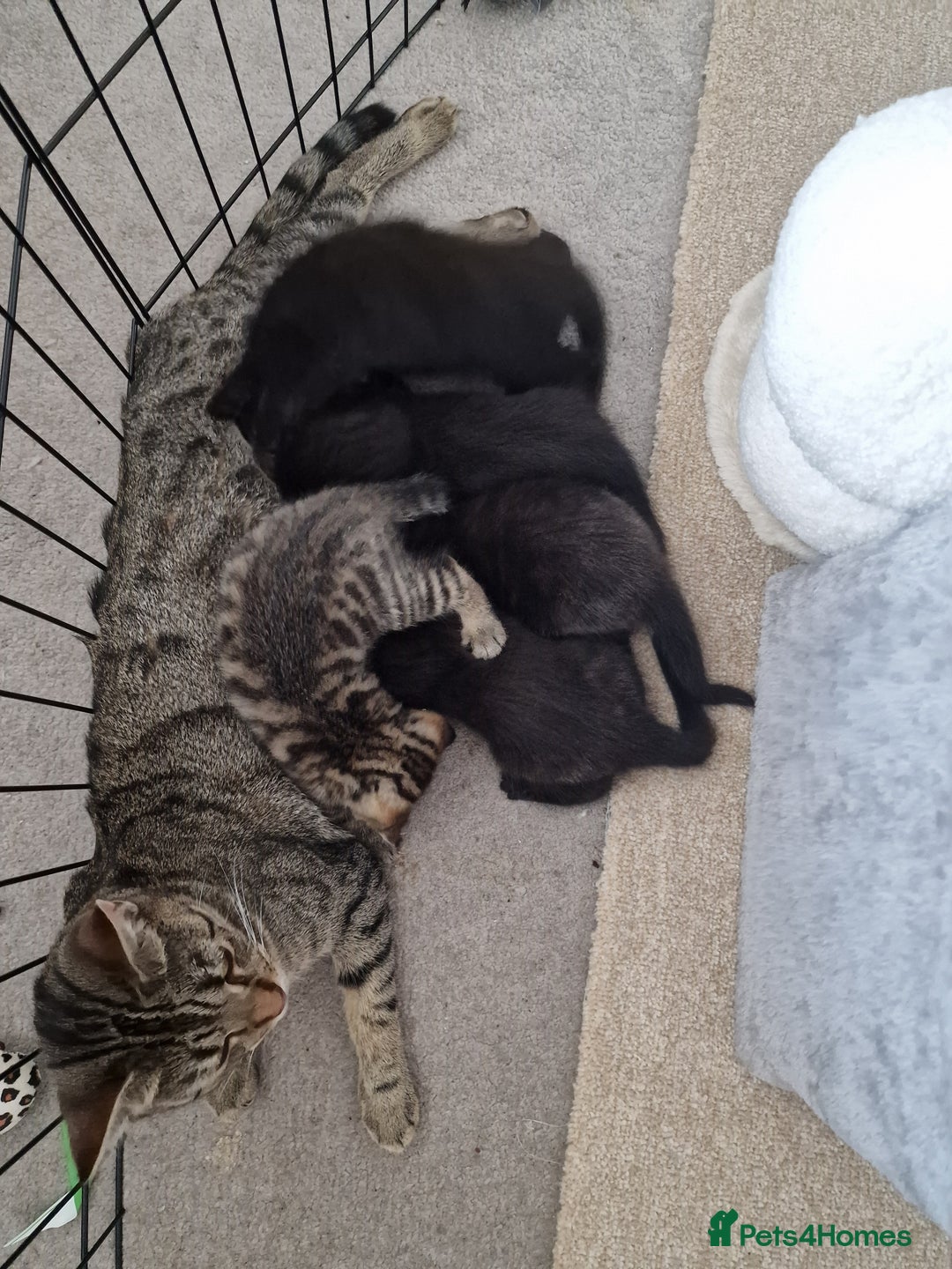 Mixed Breed cats for sale: Beautiful kittens for loving homes from 8th Aug  - Image 9