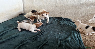 Jack Russell dogs - Advert 1
