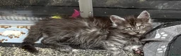 Maine Coon cats for sale: Maine coon solid black/ silver tabby  - Advert 2
