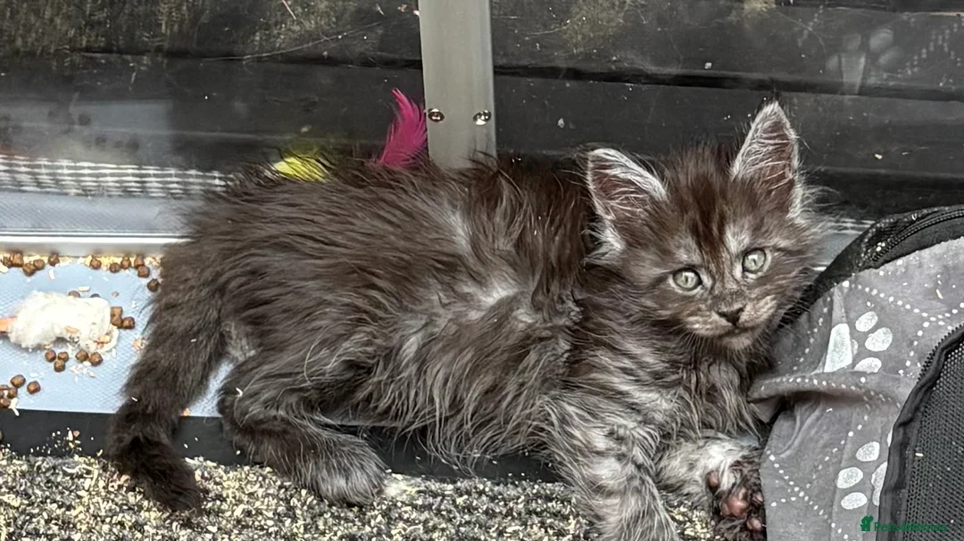 Maine Coon cats for sale: Maine coon solid black/ silver tabby  - Advert 2