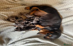 Miniature Dachshund dogs for sale: Miniature Dachshund Pups looking for forever homes - Image 1