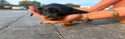 Miniature Dachshund dogs for sale: 2 girls 2 boys ready to go in 2 weeks  - Advert 5