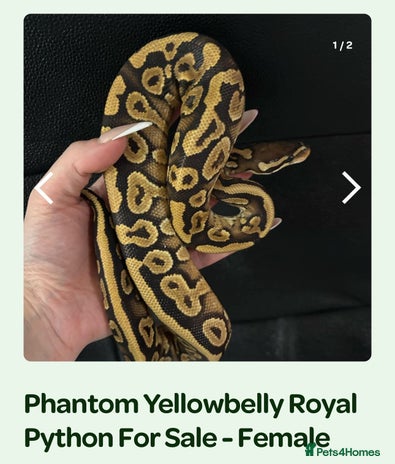 Python Snake reptiles in Banbury - Advert 16