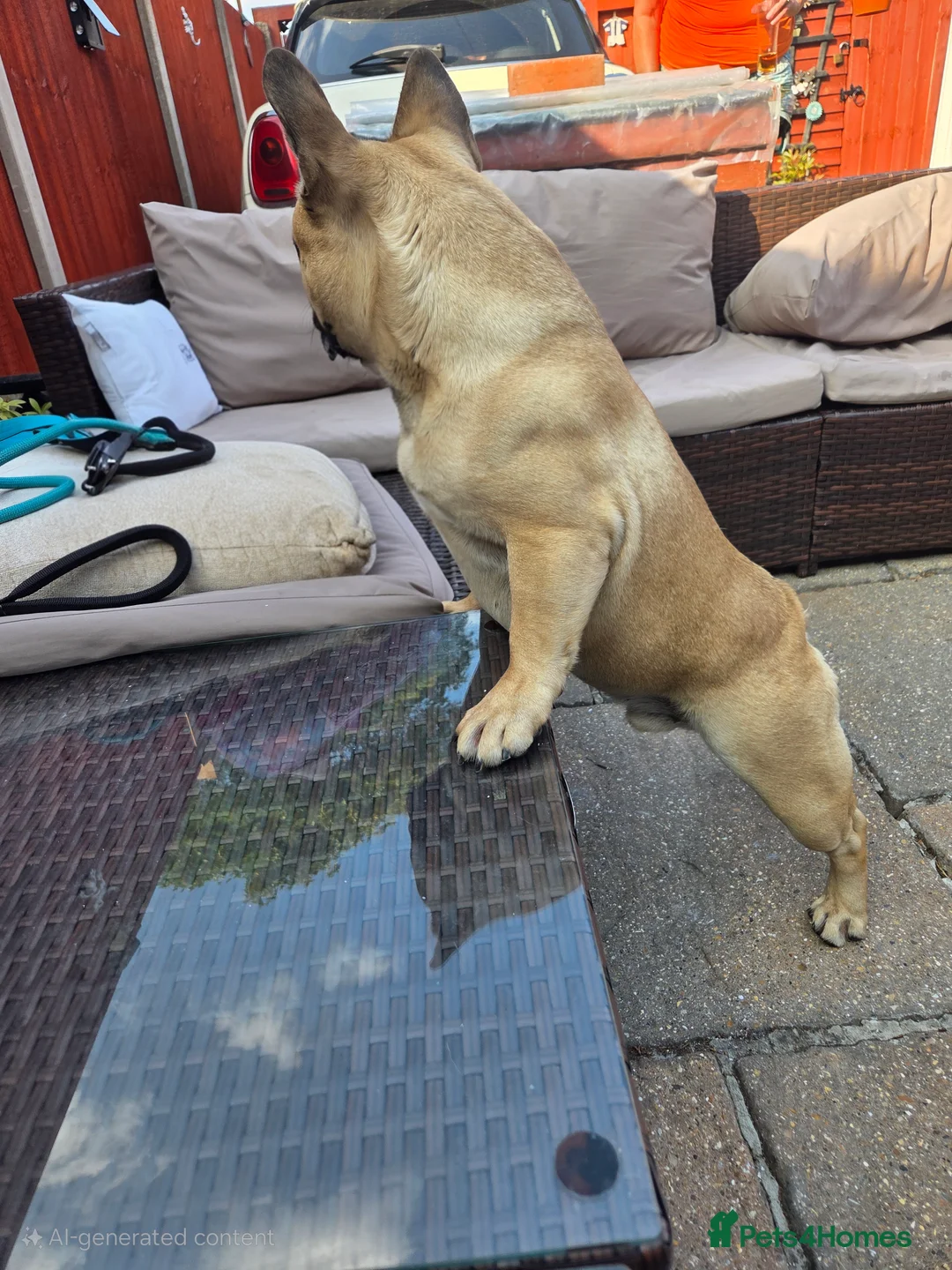 French Bulldog dogs for stud: Standard Fawn French Bulldog Stud. Silver Tested!! - Advert 8