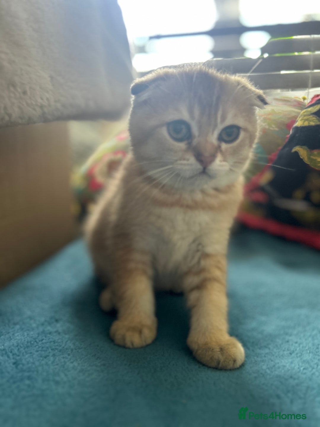 Scottish Fold cats for sale: Gold Chinchilla Scottish fold baby’s  - Image 19
