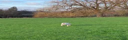 English Bulldog dogs for sale: Ernie  in London - Advert 19