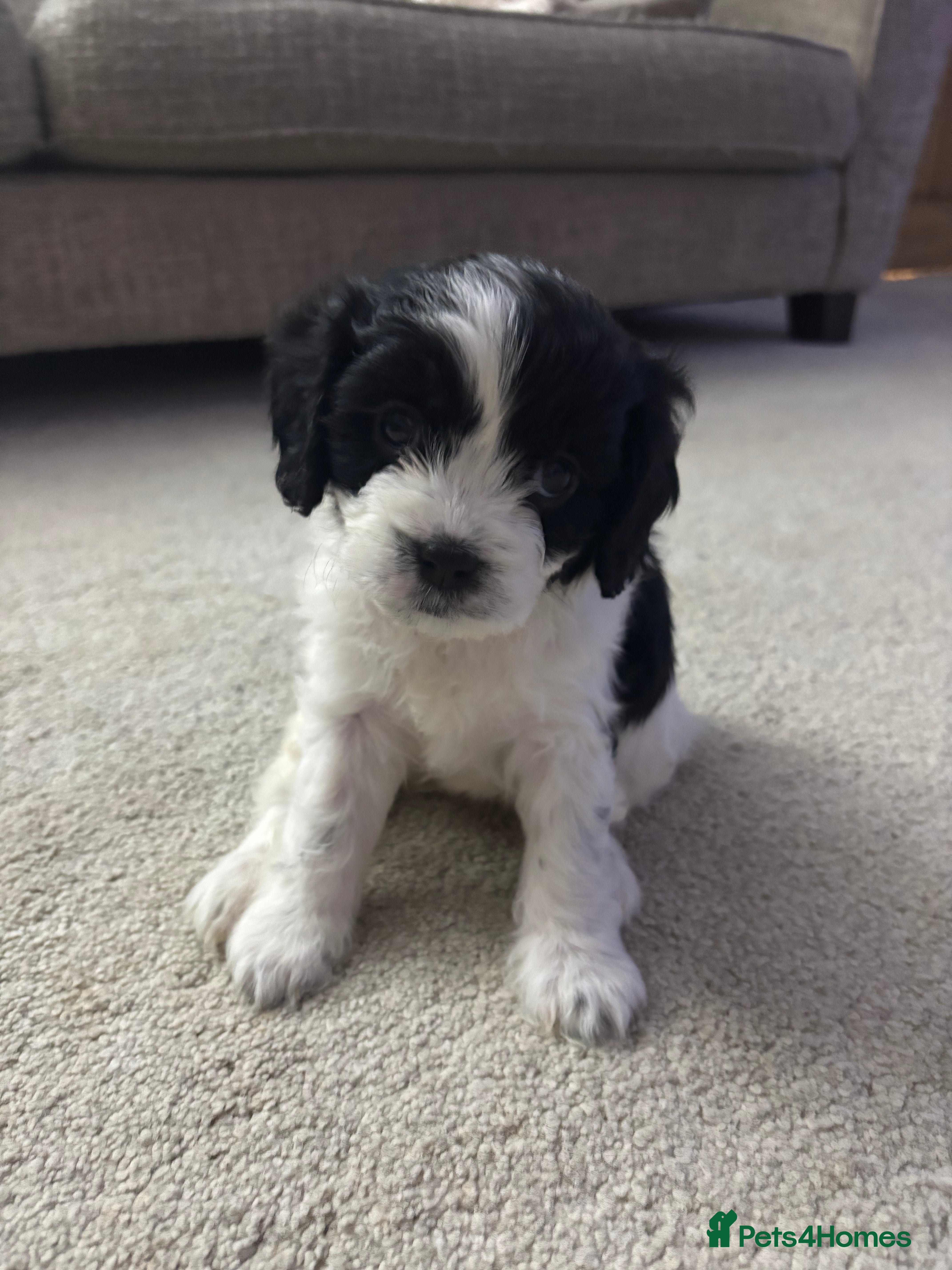 Cavapoo dogs 1 cacao left from a stunning litter - Advert 1