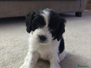 Cavapoo dogs 1 cacao left from a stunning litter - Advert 19
