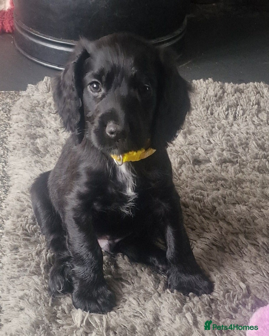 Cocker Spaniel dogs Beautiful Cocker Spaniel pups  - Advert 1