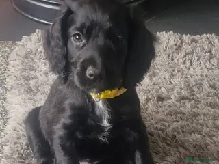 Cocker Spaniel dogs Beautiful Cocker Spaniel pups - Advert 3