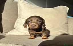 Miniature Dachshund dogs for sale: Isabella tan miniture dachshunds for sale⭐️ - Image 2