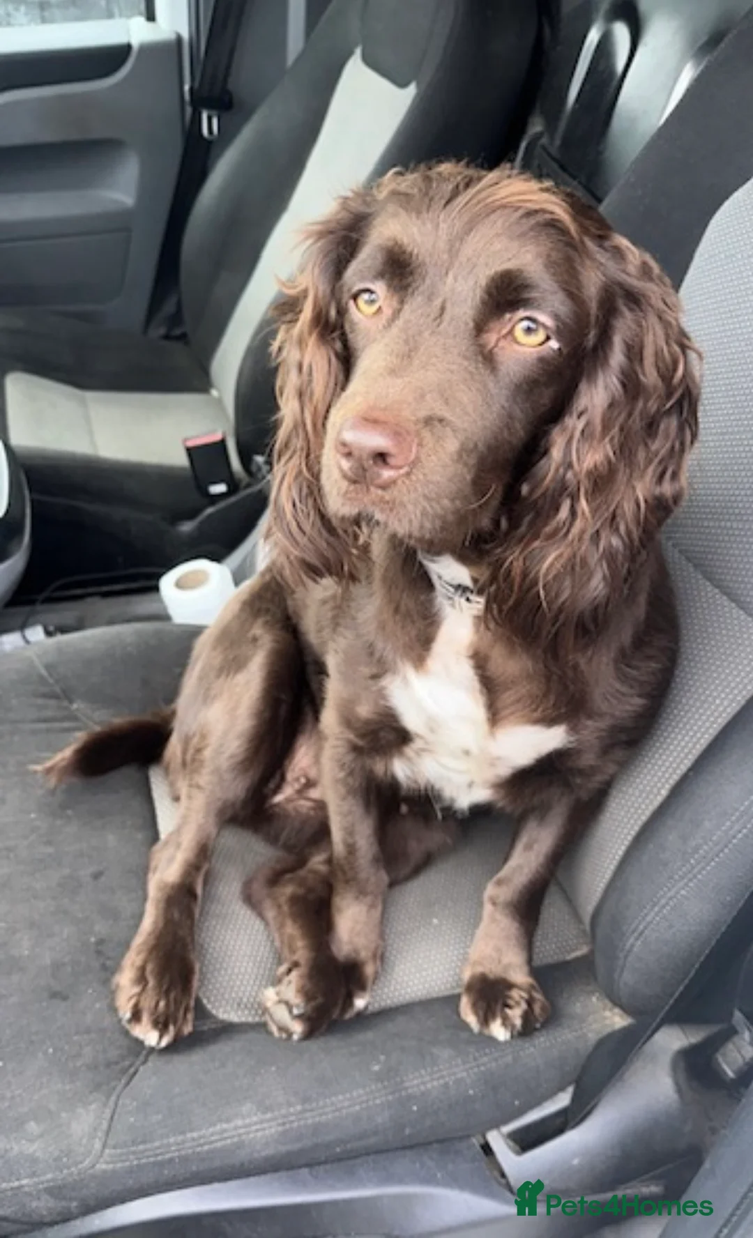 Sprocker dogs for sale: Exceptional home reared sprocker spaniel puppies.  - Advert 1