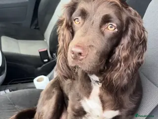 Sprocker dogs Exceptional home reared sprocker spaniel puppies. - Advert 5