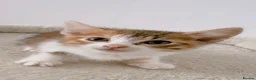 Mixed Breed cats for sale: Daisy, Calico female kitten - Advert 2