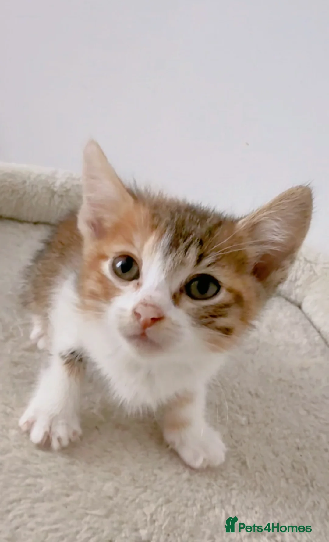 Mixed Breed cats for sale: Daisy, Calico female kitten - Advert 2