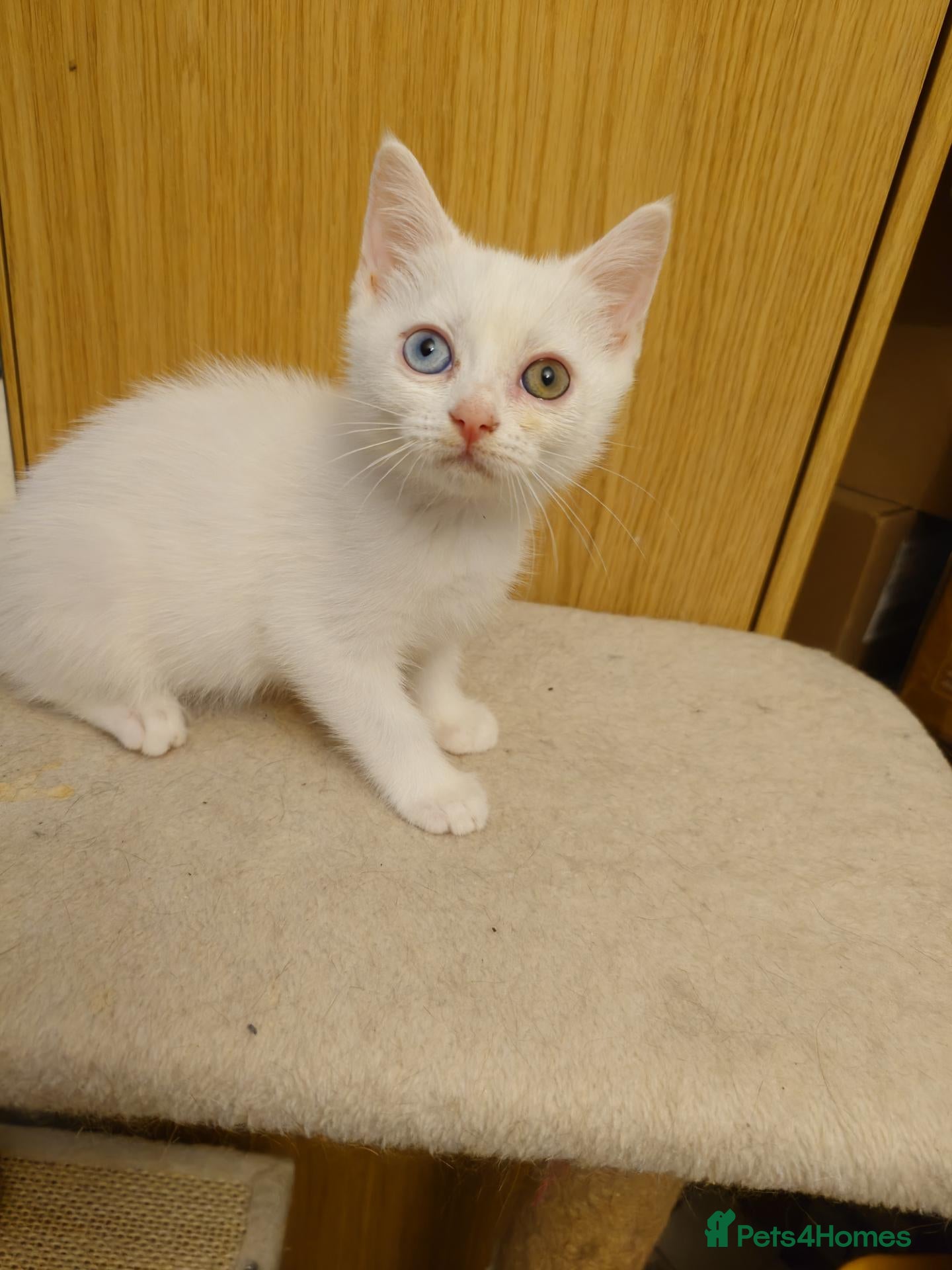 Mixed Breed cats 2 beautiful girls British shorthair mix - Advert 4