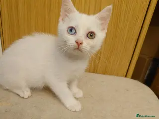 Mixed Breed cats 2 beautiful girls British shorthair mix - Advert 4