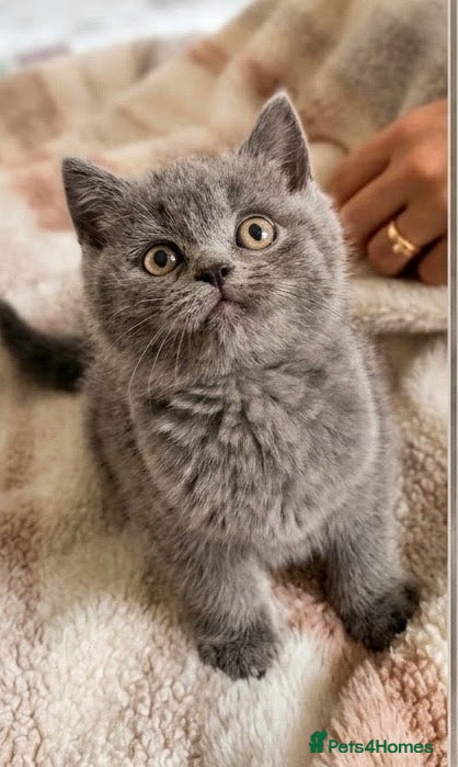 British Shorthair cats 🐾 5 Beautiful Male Kittens British shorthair  - Advert 5