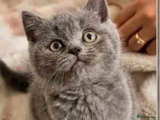 British Shorthair cats 🐾 5 Beautiful Male Kittens British shorthair - Advert 5