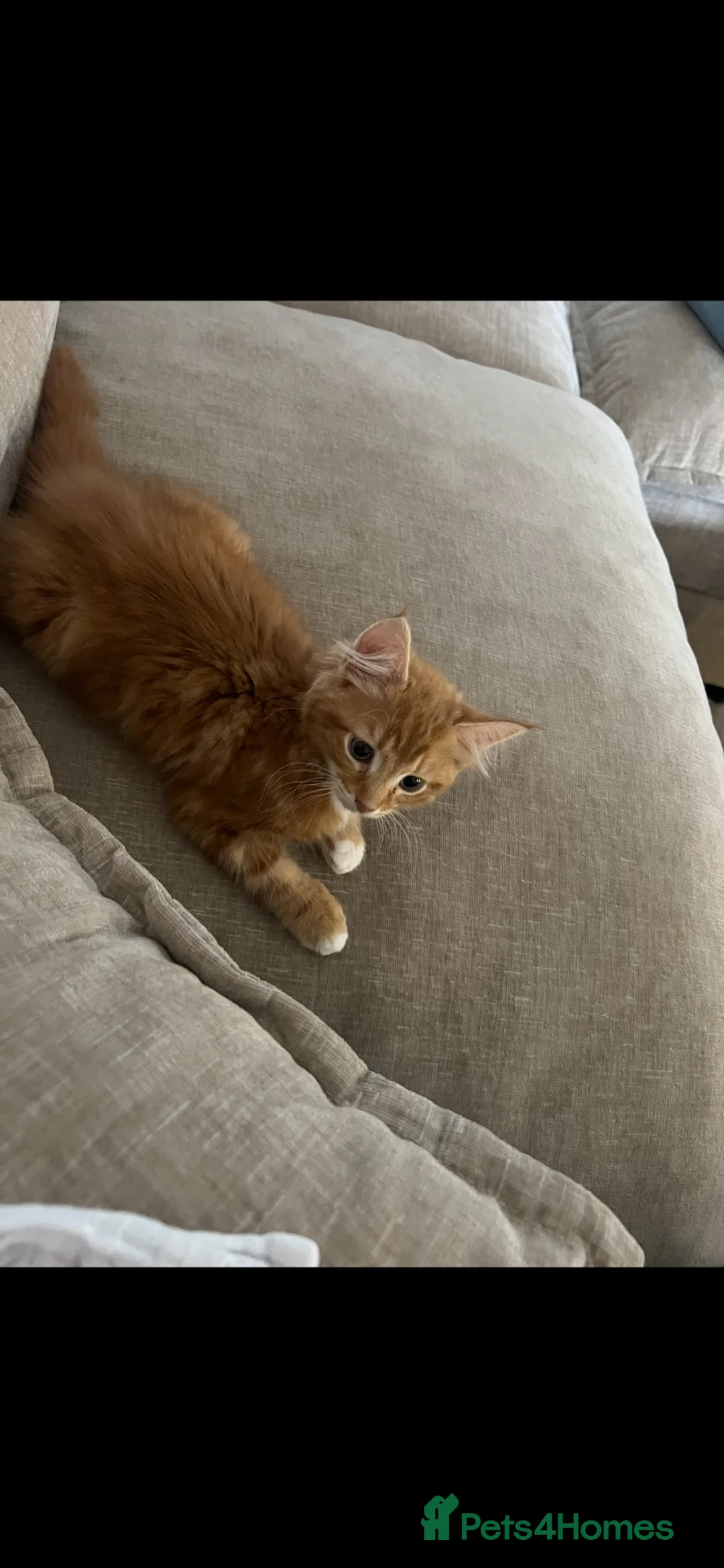 Mixed Breed cats for sale: Beautiful ginger boy looking for his forever home - Advert 5