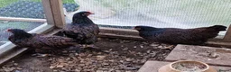 Chickens poultry for sale: Barnevelder chickens  - Advert 11