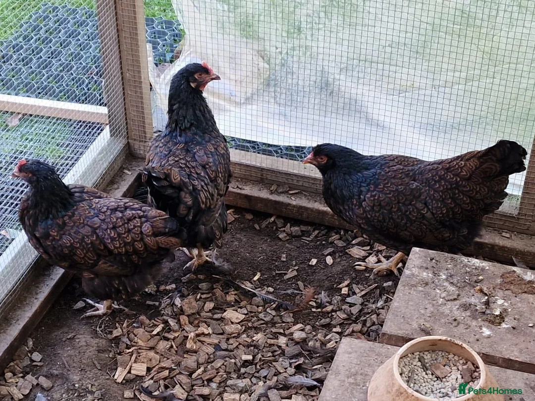 Chickens poultry for sale: Barnevelder chickens  - Advert 11