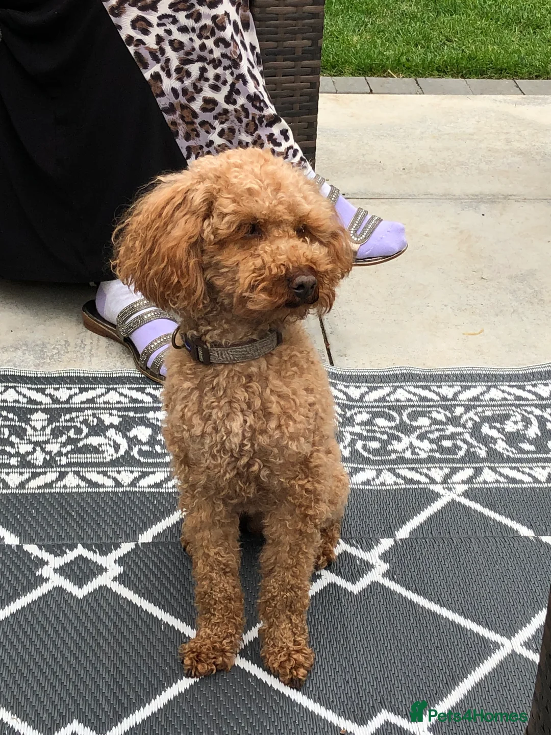 Toy Poodle dogs for stud: Toy poodle stud, health tested, well proven.  in Doncaster - Advert 2