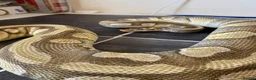 Python Snake reptiles for sale: Hatchling royal pythons. - Advert 23
