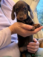 Miniature Dachshund dogs - Advert 7