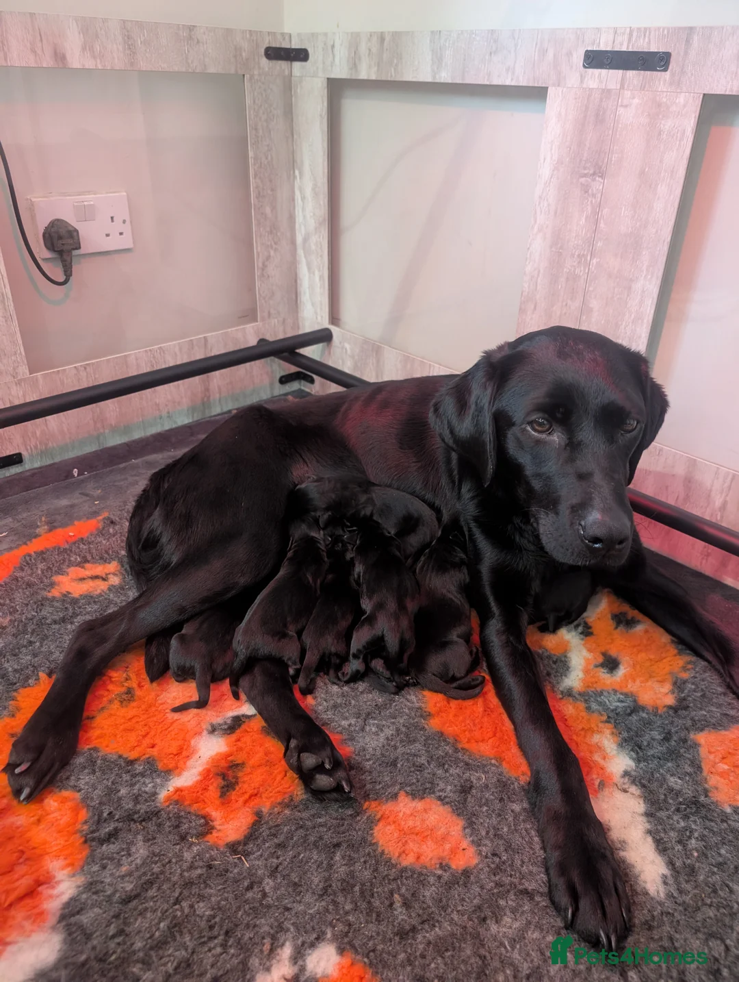 Labrador Retriever dogs for sale: Black Labrador puppies - Advert 7