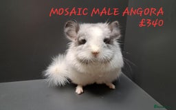 Chinchilla rodents for sale: STUNNING BABIES CHINCHILLA MIX COLOURS AND GENDER  - Image 12