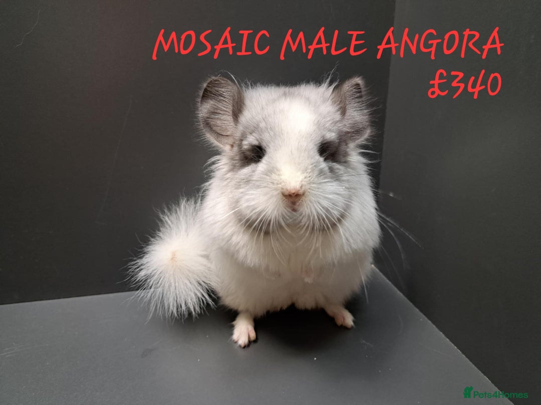 Chinchilla rodents for sale: STUNNING BABIES CHINCHILLA MIX COLOURS AND GENDER  - Image 12