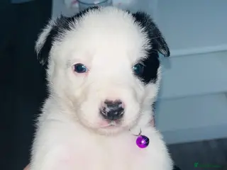 Border Collie dogs Border collie pups - Advert 14
