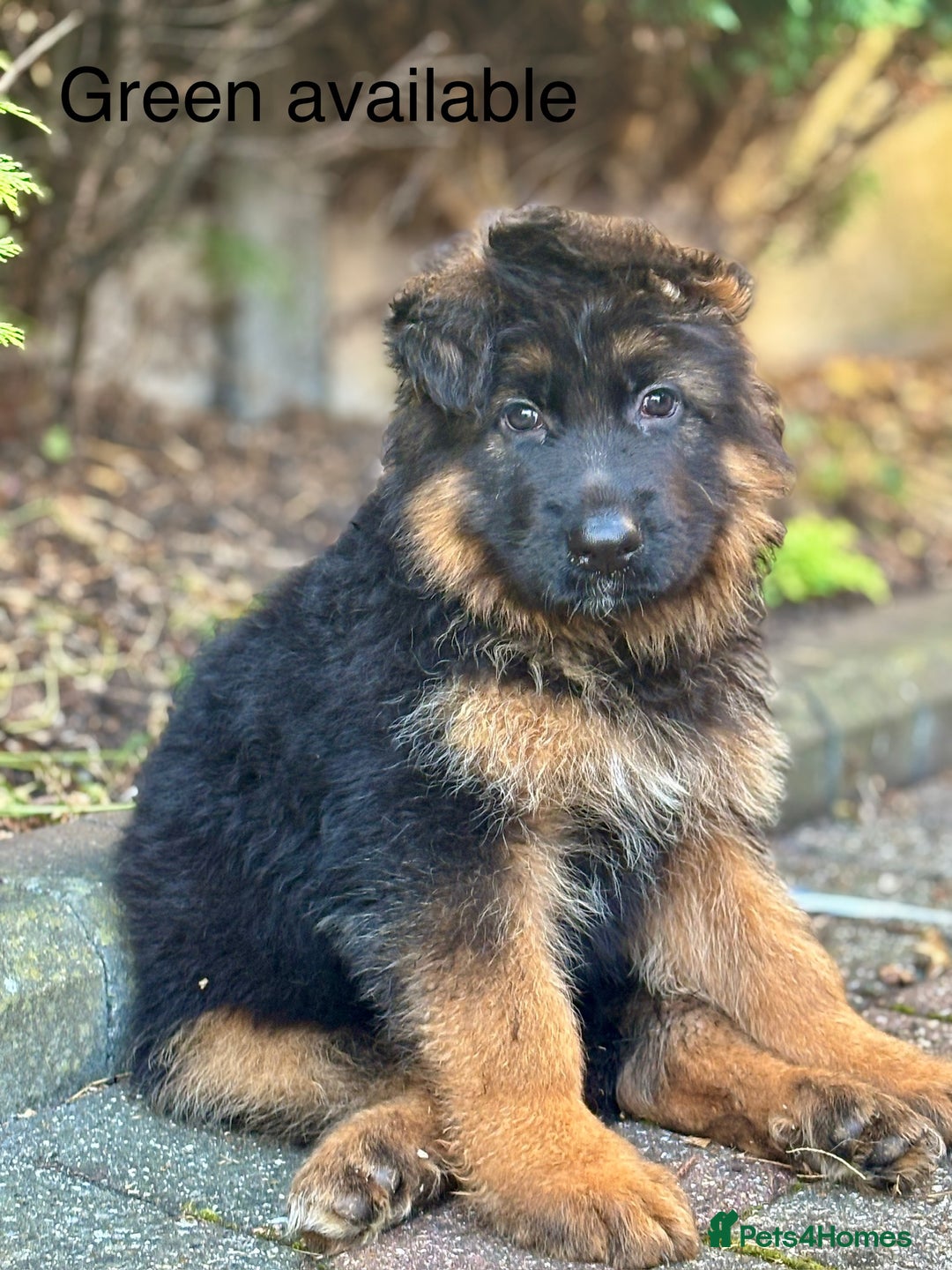 German Shepherd dogs for sale: Ready for new home. German Shepard 1 boy Left!!!  - Image 11
