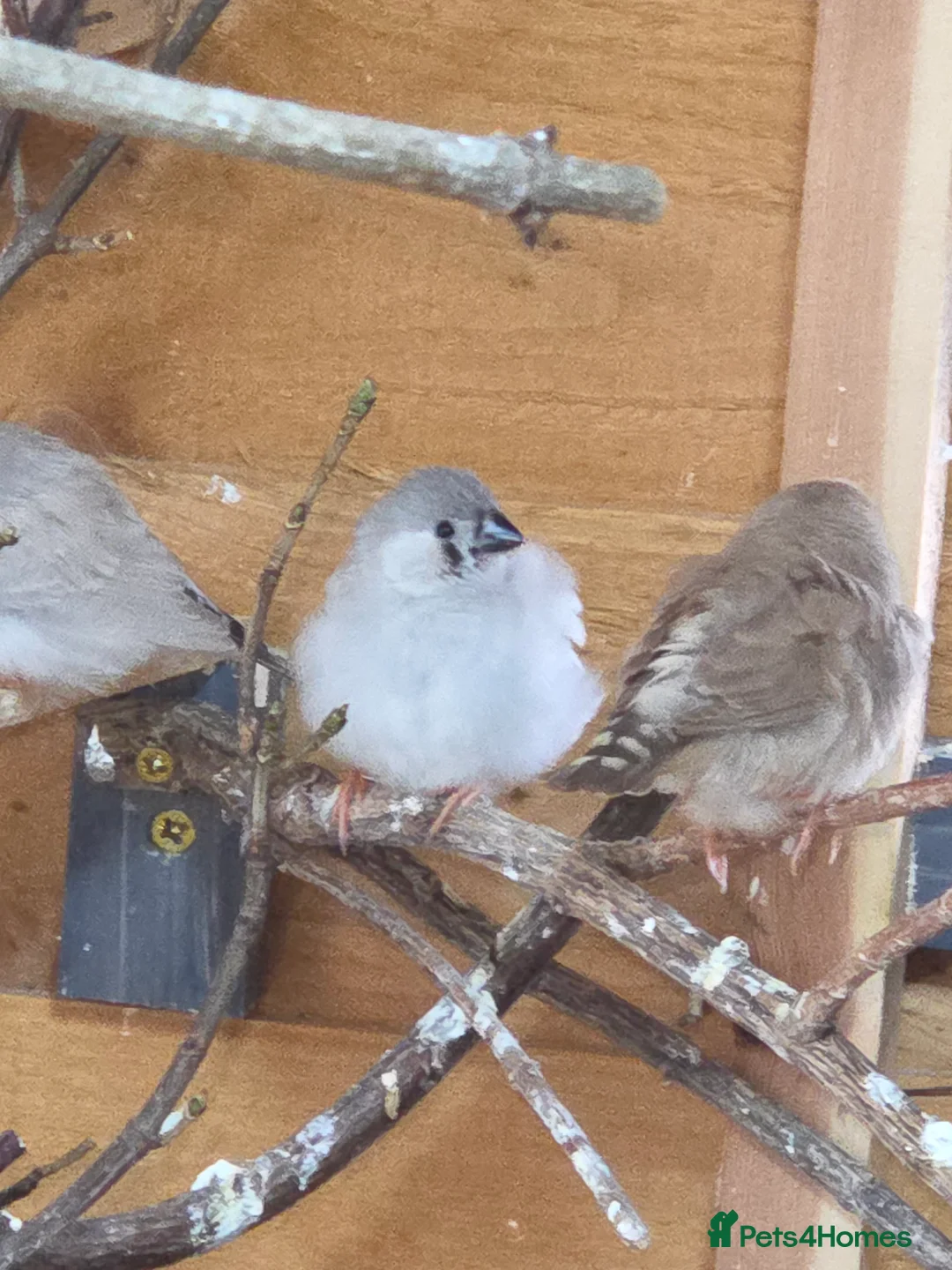 Finches birds for sale: Mixed aviary and indoor breed Zebra finches - Advert 3