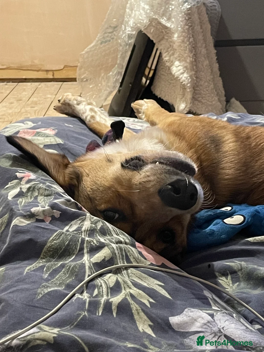 Mixed Breed dogs for sale: Beautiful mixed breed boy - Marley (rehome) - Advert 2