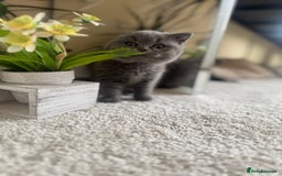 British Shorthair cats for sale: GCCF chunky blue British shorthair kittens😻🐾 - Image 19