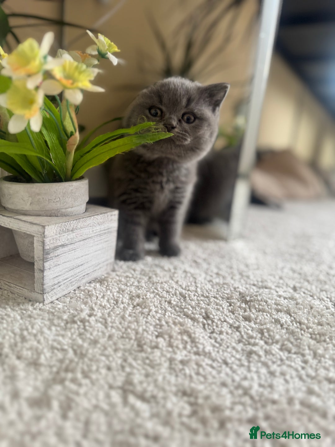 British Shorthair cats for sale: GCCF chunky blue British shorthair kittens😻🐾 - Image 19