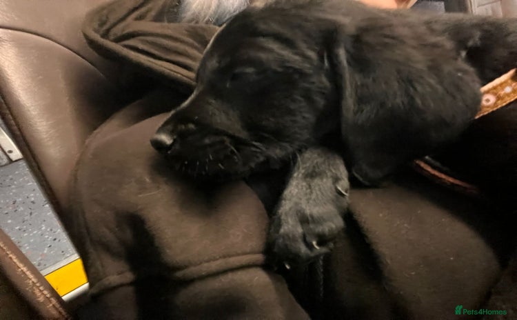 Goldador dogs male goldador puppy for sale  URGENT HOMR NEEDED  - Advert 3