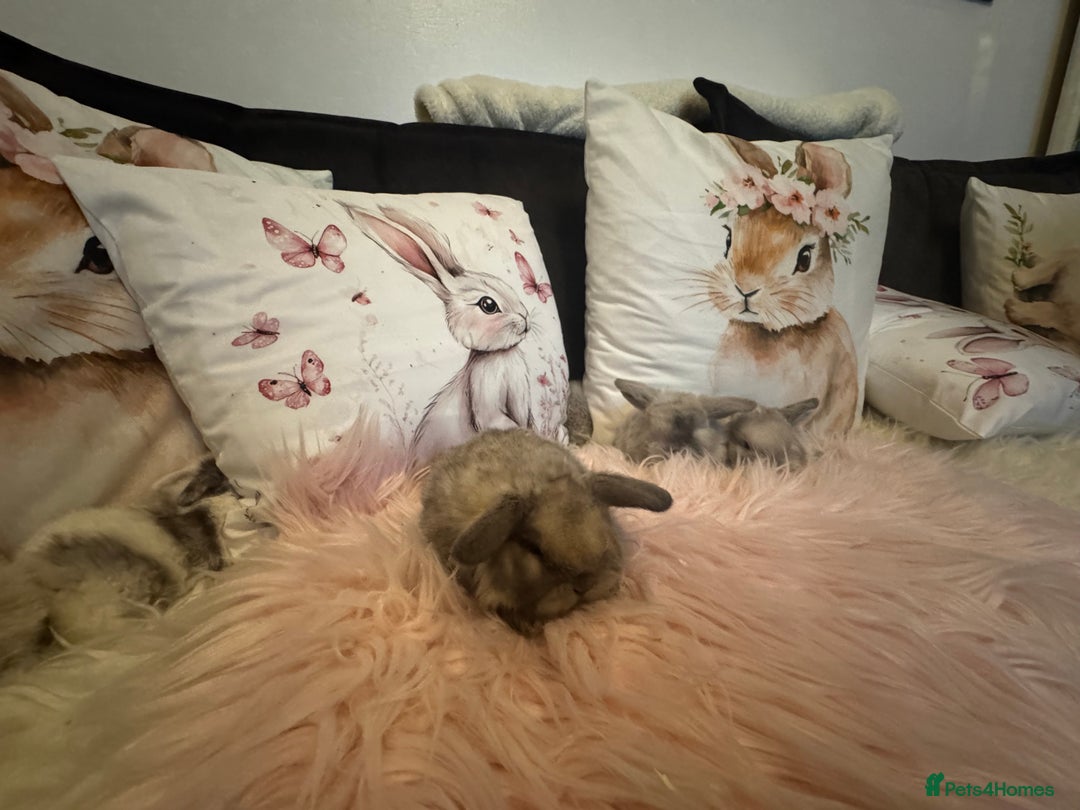 Mini Lop rabbits for sale: Pedigree Mini Lops - Advert 7
