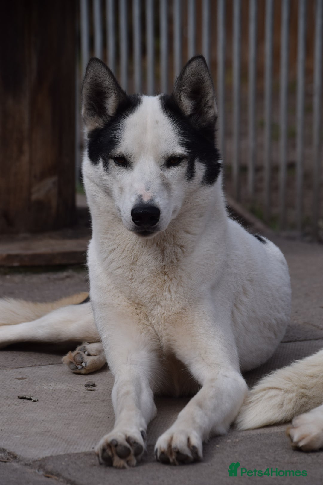 Siberian Husky dogs for stud: 3 Health tested KC Reg Polish Imports At Stud in Scunthorpe - Image 5