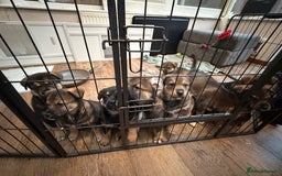 Mixed Breed dogs for sale: HuskyGerman/Rotweiler mixed breed puppies for sale - Advert 2