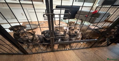 Mixed Breed dogs HuskyGerman/Rotweiler mixed breed puppies for sale - Advert 1