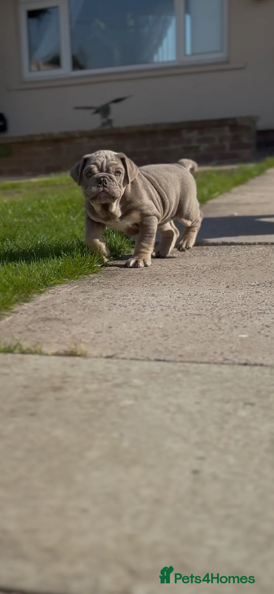 English Bulldog dogs for sale: Blue and tan kc English bulldog  - Advert 1