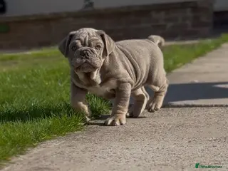 English Bulldog dogs Blue and tan kc English bulldog - Advert 4