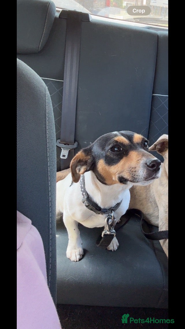 Jack Russell dogs Male Miniature Jack Russell puppy  - Advert 4