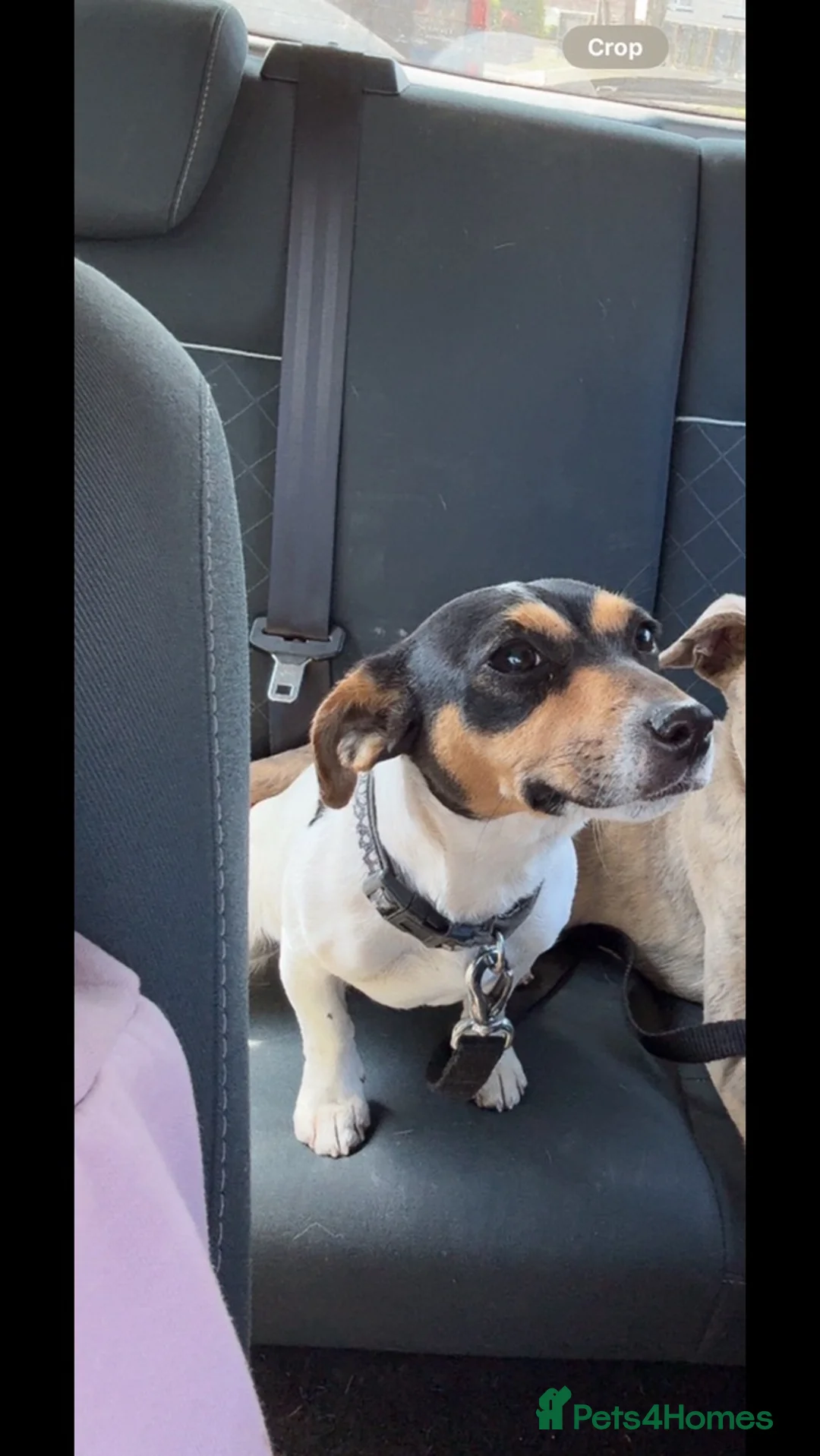 Jack Russell dogs for sale: Male Miniature Jack Russell puppy  in Llanelli - Advert 1